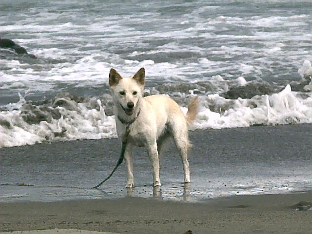whitey-ahner-wet-on-nagahama-beach-nobeoka-april-15-2007.jpg